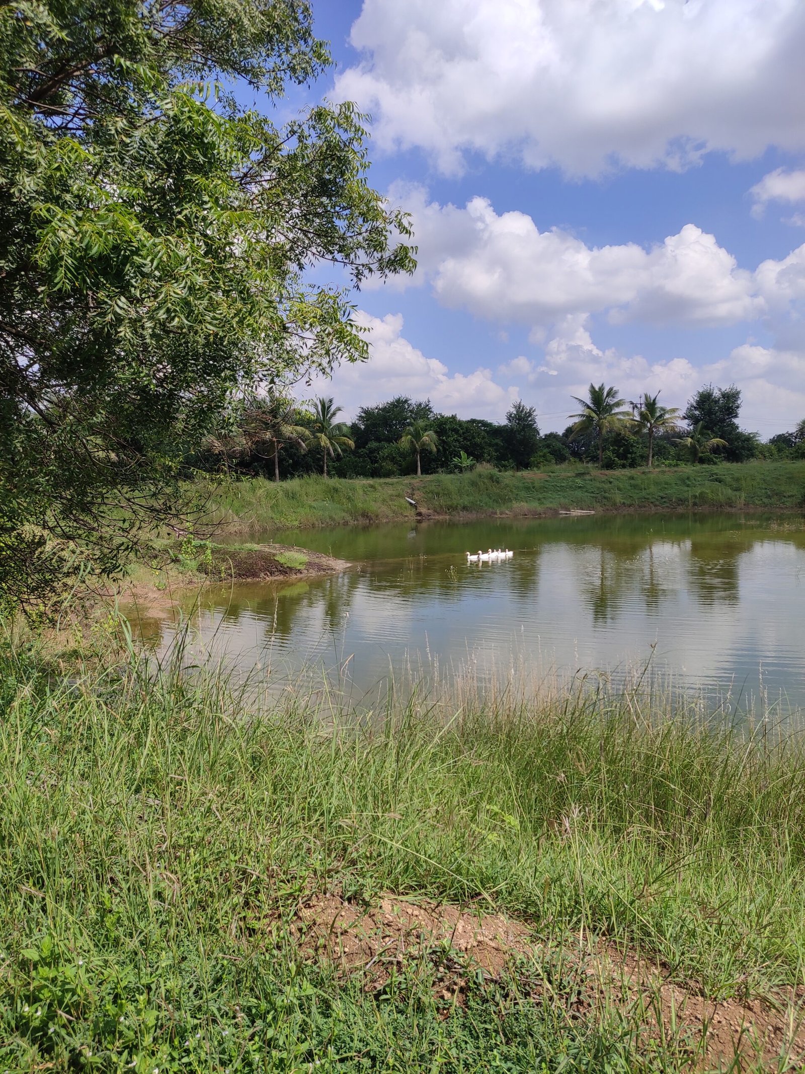 Escape to Avaanti Farms: A 22-Beegha Sanctuary of Nature and Soul